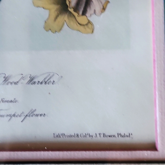 Rare Early-19th Century London Original John J. Audubon Hand-Coloured Engraving - Picture 5 of 6